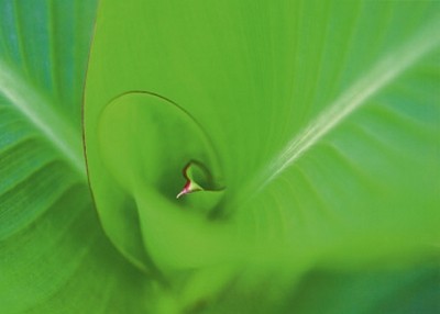 Ortwin Klipp, Leaf 2 (Wunschgröße, Fotokunst, Blatt, Entwicklung, durchscheinend, Licht, Büro, Treppenhaus, Wohnzimmer, grün)