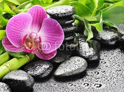 Pavel Timofeev, pink orchid (die andere hochzeit, aroma, ashtray, hintergrund, balance, schönheit, schwarz, brocken, pflege, closeup, konzept, details, flora, gruppe, handvoll, gesund, haufen, kraut, massage, natur, kieselstein, pflanze, fels, reih, kurort, stapel, steine, symbo)