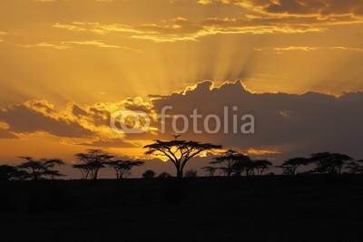 Pedro Bigeriego, Sunset in Africa with bird perching in (akazie, afrika, afrikakarte, gegenlicht, belle, schönheit, schwarz, hell, buschstaben, klar, farbe, colorful, reiseziel, abenddämmerung, ost, umwelt, spiel, glühen sie, golden, scharf essen, kenya, landschaft, laub, natürlich, natur, orange, park, strahle)