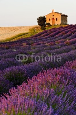 PHB.cz, chapel with lavender and grain fields, Plateau de Valensole, Pro (outdoors, outside, europa, frankreich, provence, Architektur, gebäude, kirche, kapelle, alt, orientierungslichter, staat, landschaft, ländle, natürlich, flora, bewuchs, pflanze, blume, lavendel, samenkorn, ackerbau, feld, plantage, hochebene, reise)