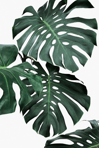Sisi & Seb, Monstera II (Pflanze, Blume, Fensterblatt, Blätter, Botanik, Wunschgröße, Malerei, Treppenhaus, grün/weiß)