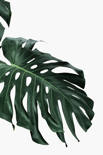 Sisi & Seb, Monstera I (Pflanze, Blume, Fensterblatt, Blätter, Botanik, Wunschgröße, Malerei, Treppenhaus, grün/weiß)