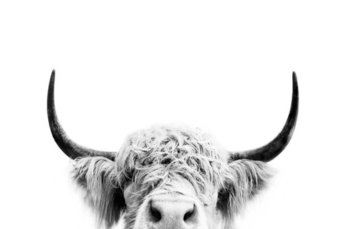 Sisi & Seb, Peek a Boo Cow (Kuh, Hörner, Hochlandrind, zottelig, Tierportrait, Tier, Fotografie, witzig, Wunschgröße, Wohnzimmer, Treppenhaus, schwarz/weiß)