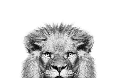 Sisi & Seb, Peek a Boo Lion (Löwe, Löwenmähne, Raubkatze, Tierportrait, Tier, Fotografie,  Wunschgröße, Wohnzimmer, Treppenhaus, schwarz/weiß)