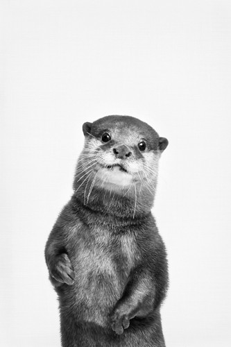Sisi & Seb, Otter (Otter, Wassermarder, niedlich, Tierportrait, Tier, Fotografie,  Wunschgröße, Wohnzimmer, Treppenhaus, schwarz/weiß)