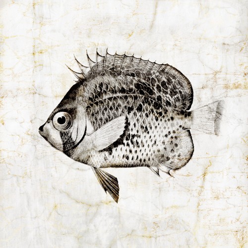 Christine Zalewski, Vintage Fish IV