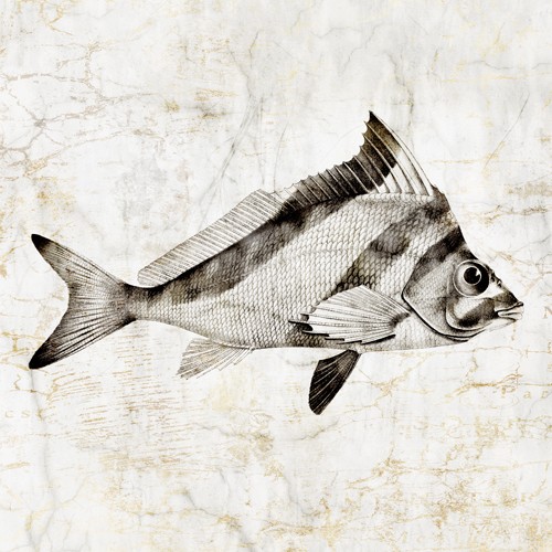 Christine Zalewski, Vintage Fish III