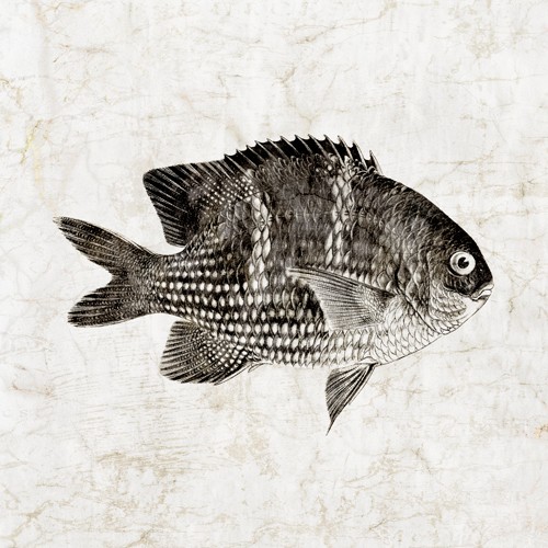 Christine Zalewski, Vintage Fish I