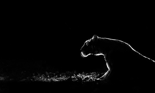 Tudor Amot, Untitled (Tiger, Raubtier, Raubkatze, nachtszene, Silhouette, Lichteffekt, Fotokunst, Wunschgröße, Wohnzimmer, Treppenhaus, Schlafzimmer, schwarz/weiß)