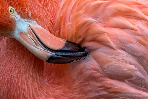 Xavier Ortega, Flamingo Close up (Flamingo, Stelzvogel, Tierportrait, nahaufnahme, Federn, Schnabel, Fotografie, Wohnzimmer, Arztpraxis, Treppenhaus, Wunschgröße, rosa/orange)