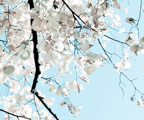 Antonia and Fabio Duealberi, Linden Tree Branches (Linde, Lindenbaum, Äste, Blätter, Natur, Sommer, blauer Himmel, Wunschgröße, Fotokunst, Wohnzimmer, Treppenhaus, bunt)