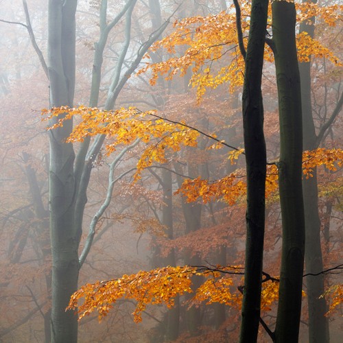Martin Rak, Autumn Forrest (Wald, Bäume, Natur, Herbst, Jahreszeit, Dunst, Nebel, diffus, Fotografie, Wunchgröße, Treppenhaus, Arztpraxis, Wohnzimmer, bunt)