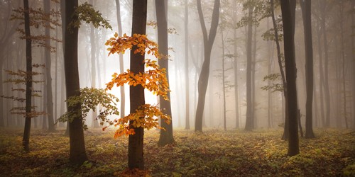 Nicholas Schumacher, In November Light (Landschaft, Wald, Herbst, Dunst, Nebel, Natur, Wunschgröße, Fotografie, Wohnzimmer, Bunt)