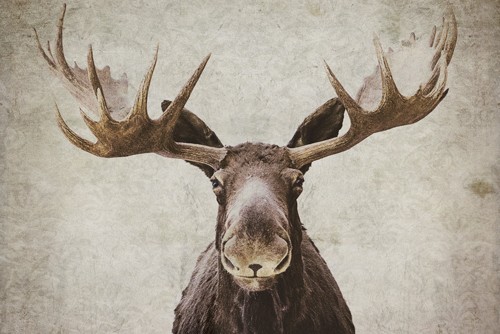Natasia Cook, Elmer (Elch, Tiere, Wild, Geweih, Tierportrait, Dunst, Wunschgröße, Wohnzimmer, Treppenhaus)