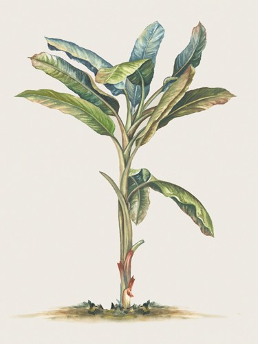 PI Studio, Tropical Daydream II (Blatt, Pflanze, Botanik, Studie, naturalistisch, Malerei, Treppenhaus, Wohnzimmer, Schlafzimmer, Wunschgröße, bunt)