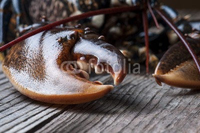 pieropoma, chela di astice (ansteckend, essen, hoch, tier, antipasto, flusskrebs, kralle, natur, abendessen, speisen, flusskrebs, ungekocht, kochen, kulinarisch, frische, frisch, völlerei, feinschmecker, isoliert, holz, luxus, essen, meer, menü, märkte, horizontale, mahlzeit, fisc)