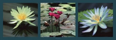 Laurent Pinsard, Nenuphars (Fotografie,  Fotokunst, Teichrosen, Seerosen, Blüen, Wasserpflanzen, Wohnzimmer, Treppenhaus, Wellness, Triptychon)