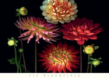 Pip Bloomfield, Dahlia Garden (Blumen, Pflanzen, Botanik, Natur, Floral, Blüten, naturalisitisch, Dahlien, Treppenhaus, Esszimmer, Wohnzimmer, bunt)