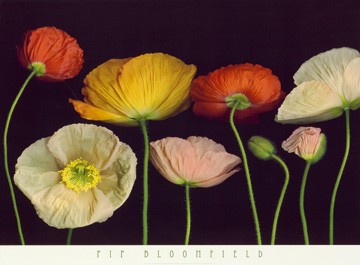 Pip Bloomfield, Poppy Garden I (Blumen, Pflanzen, Botanik, Natur, Floral, Blüten, naturalisitisch, Mohnblumen, Treppenhaus, Esszimmer, Wohnzimmer, bunt)