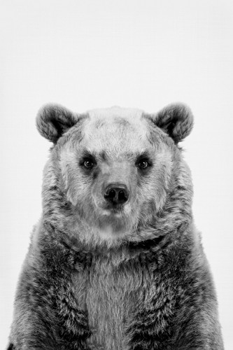 Sisi & Seb, Bear Stare (Bär, Braunbär, Raubtier Tierportrait, Tier, Fotografie,  Wunschgröße, Wohnzimmer, Treppenhaus, schwarz/weiß)