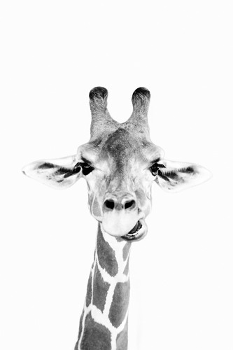 Sisi & Seb, Happy Giraffe (Giraffe, Giraffenkopf, Gesihtsausdruck, witzig, lustig, Tierportrait, Tier, Fotografie,  Wunschgröße, Wohnzimmer, Treppenhaus, schwarz/weiß)