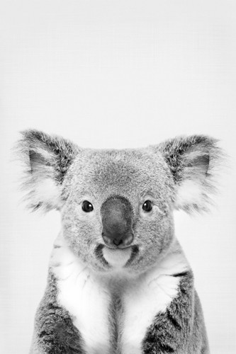 Sisi & Seb, Koala (Koala, Bär, niedlich, Tierportrait, Tier, Fotografie,  Wunschgröße, Wohnzimmer, Treppenhaus, schwarz/weiß)