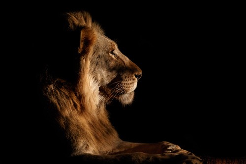 Andreas Hemb, Royal Meeting in the Night (Löwe, Raubtier, Raubkatze, Tierportrait, Profil, majestätisch, Fotokunst, schwarzer Hintergrund, Wohnzimmer, Treppenhaus, Jugendzimmer, Wunschgröße, schwarz/galdbraun)