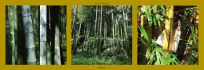 Laurent Pinsard, Bambous (Asiatische Kunst, Fotografie, Photokunst, Fotokunst, Bambus, , Bäume, Wald)