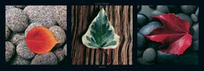 Laurent Pinsard, Leaves (Fotografie,  Fotokunst, Blätter, Kieselsteine,  Baumrinde, Wohnzimmer, Treppenhaus, Triptychon)