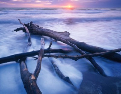 Popp-Hackner, NPVB Weststrand (Photokunst, Fotografie, Landschaftsfotografie, Fotokunst, Meer, Baum, Äste,  Wohnzimmer, Treppenhaus)