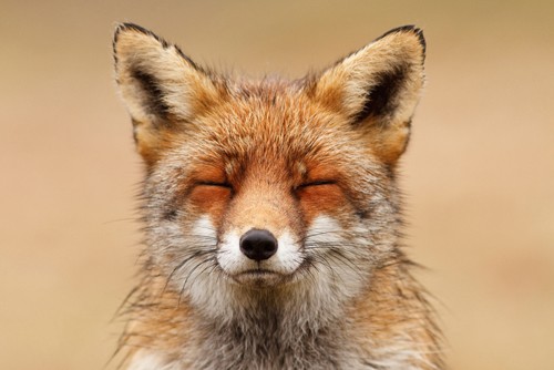 Roeselin Raimond, Zen Fox Red Portrait (Fuchs, Tier, Tierportrait, Meditation, Entspannung, relaxed, Wunschgröße, Treppenhaus, Wohnzimmer, tierarztpraxis, Fotografie, bunt)