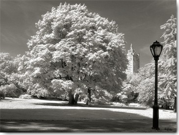 Ralf Uicker, Central Park Tree (Wunschgröße, Fotokunst, Städte, Park, Bäume, New York, Amerika, Wohnzimmer, Treppenhaus, schwarz/weiß)