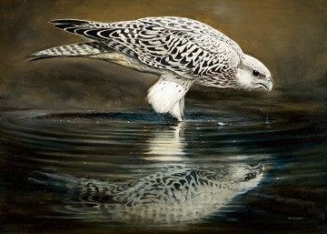 Renato Casaro, Drinking Falcon (Natur, Vogel, Raubvogel, Falke, Wasser, Durst, Wohnzimmer, Wintergarten, Wunschgröße, Kunst, Modern, Malerei, Fotorealismus, bunt)