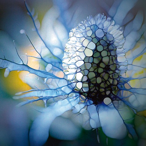 Renate M. Schmidt, Eisdistel (Blume, Blüte, Makro, Fotokunst, Nahaufnahme, Blütenstempel, Pollen, filigran, dekorativ, Wunschgröße, Büro, Wohnzimmer, Treppenhaus, bunt)