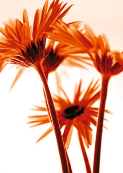 Kirsten Riedt, Rendez-vous II (Blumen, Blüten, Gerbera, filigran, zart,leuchtend, Treppenhaus, Wohnzimmer, Fotokunst, orange)