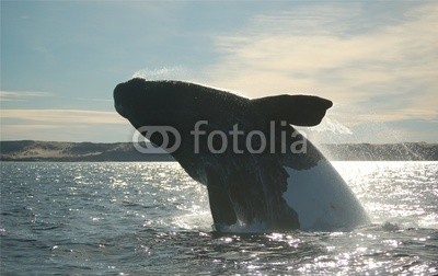 rm, wal beim sprung im atlantik (argentine, patagonia, valdes, wasser, ozean, atlantic, küste, natur, meeressäuger, wal, biest, wild animals, schwimmen, dun)