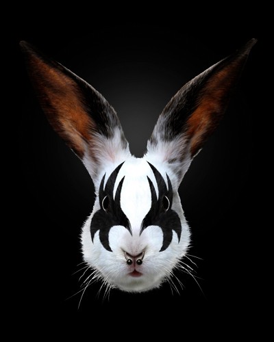 Robert Farkas, Rabbit Rocks (Wunschgröße, Fotokunst, Hase, Tribal, Gothic, Punk, Nasenpiercing, Septumpiercing, Jugendzimmer, bunt)