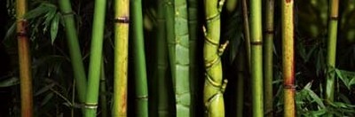 Roberto Scaroni, Bamboo (Photokunst, Wunschgröße, Bambus, Pflanzen, Botanik, Treppenhaus, Badezimmer, bunt)