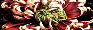 Roberto Scaroni, Chrysanthemus 2 (Photokunst, Wunschgröße, Blüten, Blumen, Chrysantheme, floral, Nahaufnahme, Pflanzen, Botanik, Treppenhaus, Wohnzimmer, weiß/rot)