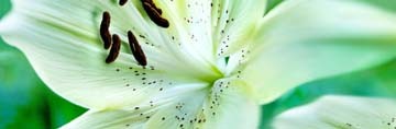 Roberto Scaroni, Lillium Bianco (Photokunst, Wunschgröße, Blüten, Blumen, Lilie, Nahaufnahme, Pflanzen, Botanik, Treppenhaus, Badezimmer, weiß/grün)