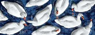 Roberto Scaroni, Swan Lake (Photokunst, Wunschgröße, Schwäne, Perspektive, Aufsicht, Wasservögel, Treppenhaus, Wohnzimmer, weiß/blau)
