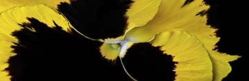 Roberto Scaroni, The yellow and the black (Photokunst, Wunschgröße, Blumen, Blüten, Stiefmütterchen, Nahaufnahme, Pflanzen, Botanik, Treppenhaus, Wohnzimmer, bunt)