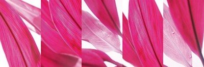 Roberto Scaroni, Cordyline 1 (Photokunst, Wunschgröße, Blätter, makro, Nahaufnahme, Pflanzen, Botanik, Treppenhaus, pink)