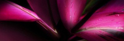 Roberto Scaroni, Cordyline (Photokunst, Wunschgröße, Blätter, makro, Nahaufnahme, Pflanzen, Botanik, Treppenhaus, pink)
