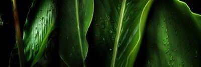 Roberto Scaroni, Foglie Tropicali 1 (Photokunst, Wunschgröße, Blätter, Tropisch, Nahaufnahme, Pflanzen, Botanik, Treppenhaus, Badezimmer, grün)