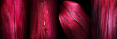 Roberto Scaroni, Foglie Tropicali 3 (Photokunst, Wunschgröße, Blätter, Nahaufnahme, Pflanzen, Botanik, Treppenhaus, Badezimmer, pink)