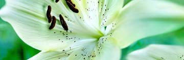 Roberto Scaroni, Lillium Bianco (Photokunst, Wunschgröße, Blüten, Blumen, Lilie, Nahaufnahme, Pflanzen, Botanik, Treppenhaus, Badezimmer, weiß/grün)
