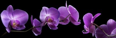 Roberto Scaroni, Orchidee (Photokunst, Wunschgröße, Blumen, Blüten, Orchideen, Nahaufnahme, Pflanzen, Botanik, Treppenhaus, Badezimmer, schwarz/lila)