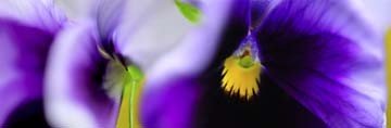 Roberto Scaroni, The purple and the yellow (Photokunst, Wunschgröße, Blumen, Blüten, Stiefmütterchen, Nahaufnahme, Pflanzen, Botanik, Treppenhaus, Wohnzimmer, bunt)