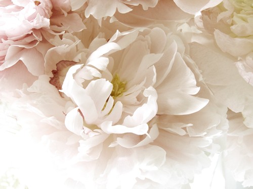 Judy Stalus, Froth (Blumen, Blüten, Blütenblätter, üppig, zart, Fotokunst, Weichzeichner, Treppenhaus, Wohnzimmer, Wunschgröße, weiß/beige)